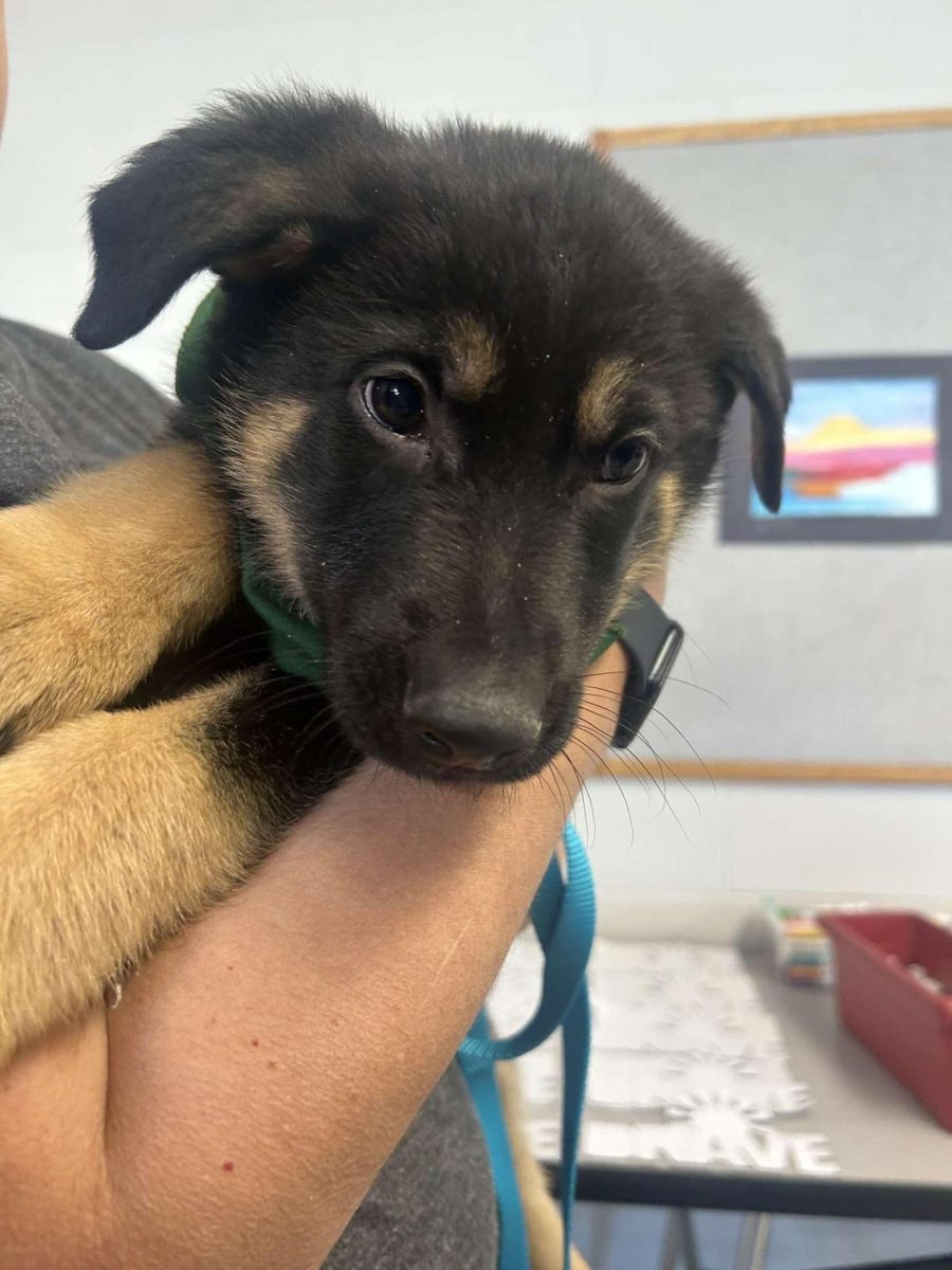 One of the seeing eye dogs students got to interact with